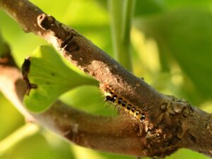 毛虫の危険性を促す画像